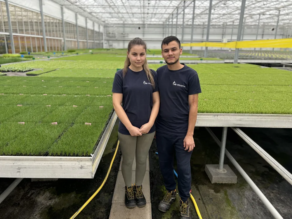 Schneider Youngplants